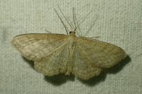 Idaea macilentaria