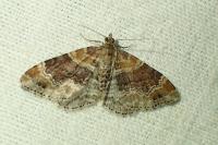 Xanthorhoe spadicearia/ferrugata