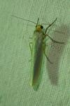Eilema caniola