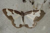 Lomaspilis marginata