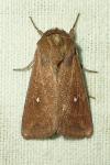 Mythimna albipuncta