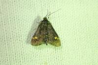 Pyrausta aurata