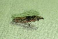 Nephopterix angustella