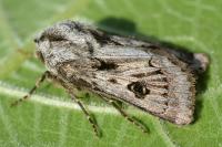 Agrotis chretieni