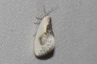 Cilix glaucata