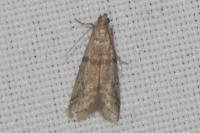 Ephestia woodiella/parasitella/elutella