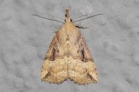 Hypena rostralis