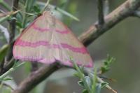 Rhodostrophia calabra