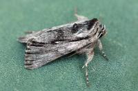 Calophasia almoravida