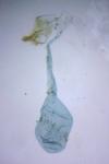 Ephestia