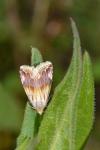 Eublemma ostrina