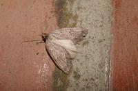 Pachycnemia hippocastanaria hippocastanaria