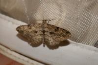 Peribatodes rhomboidaria rhomboidaria
