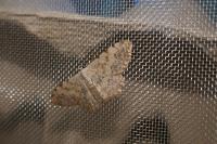 Scopula submutata roseonitens
