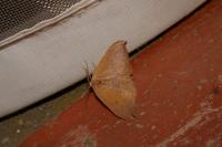 Watsonalla binaria