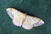 Idaea ostrinaria