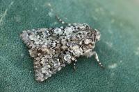 Hecatera corsica