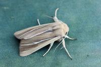 Mythimna litoralis