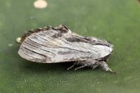 Harpyia milhauseri