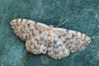 Scopula asellaria asellaria