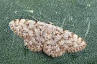 Scopula asellaria asellaria