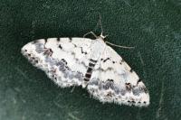 Scopula honestata