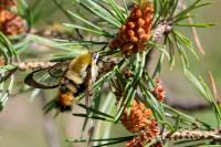 Hemaris tityus