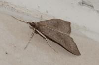 Mecyna asinalis