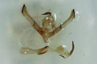 Cucullia scrophulariphaga