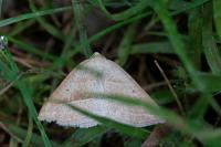 Petrophora chlorosata
