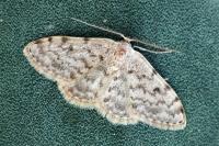 Scopula asellaria asellaria