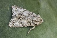 Acronicta elsae