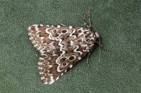 Alvaradoia numerica