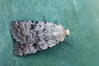 Caradrina clavipalpis