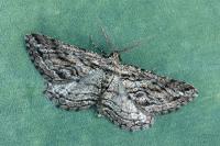 Sardocyrnia bastelicaria