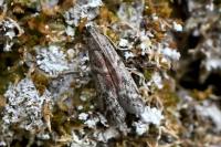 Ephestia woodiella/parasitella/elutella