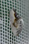 Cilix glaucata