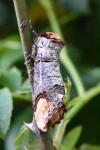 Phalera bucephala