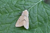 Spilarctia lutea