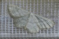 Idaea subsericeata