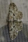 Peribatodes rhomboidaria rhomboidaria