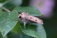 Agrotis exclamationis exclamationis