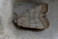 Charanyca trigrammica