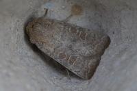 Hoplodrina ambigua/blanda