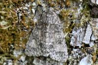 Acronicta megacephala