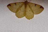 Opisthograptis luteolata