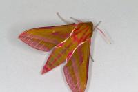 Deilephila elpenor