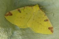 Opisthograptis luteolata