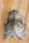 Stauropus fagi