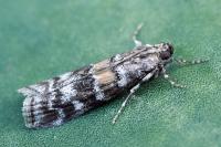 Dioryctria sylvestrella